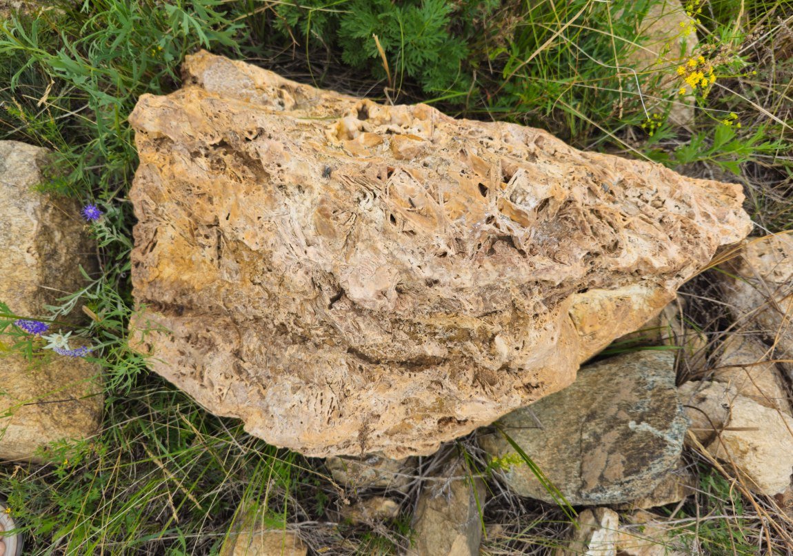 Vuggy silica with banded and iron-stained zones, possible sinter